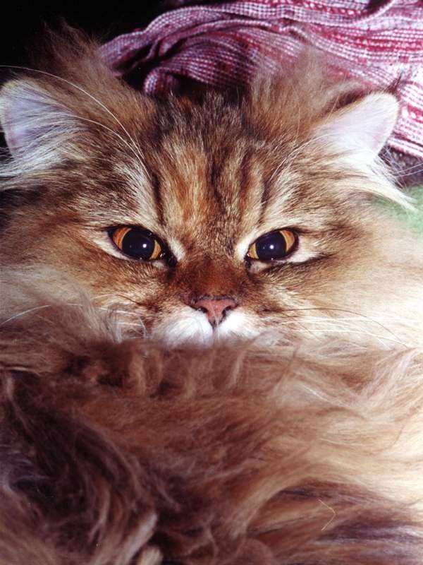 Gatti (40)
